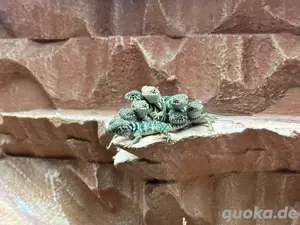 Halsbandleguan Jungtiere - Colaris Colaris