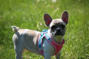 Französische Bulldogge 