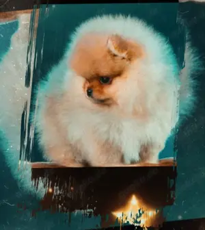 Pomeranian Rüde Welpe