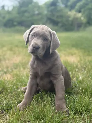 Labrador Welpen mit Ahnentafel abgabebereit 
