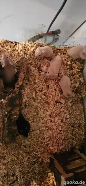 Hamster Babys 