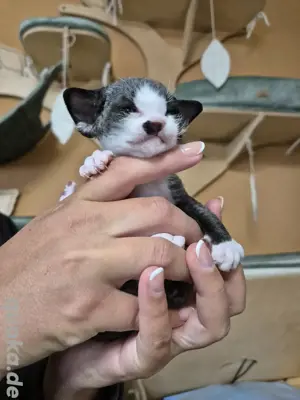 Reinrassige Devon Rex Kitten 