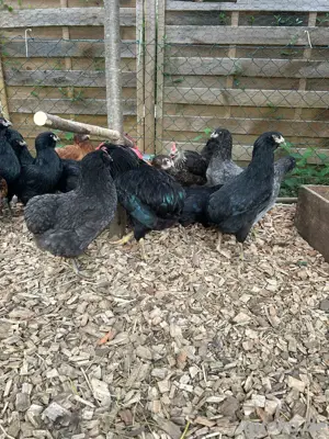 Araucana Hühner Hennen reinrassig 