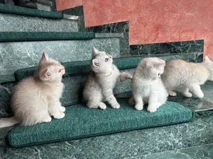 BKH Katzen Kitten Reinrassige Britisch Kurzhaar Katzenbabys Point