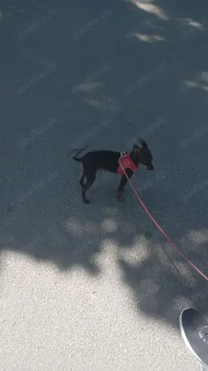 Russischer toy Terrier
