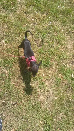 Russischer toy Terrier