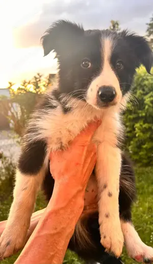 Border Collie Welpen 