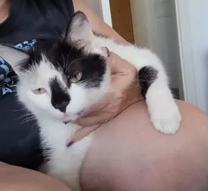 Lieber Tommy (FelV positiv) sucht sein Kuschelkörbchen  