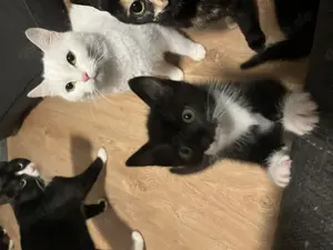 Habe 2süße Baby Katzen 