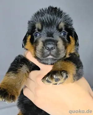 Rottweiler Welpe Hündin mit  ICR-Papieren