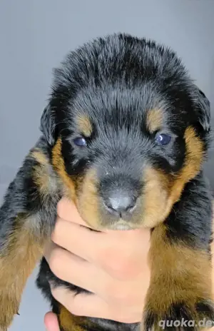 Rottweiler Welpe Hündin mit  ICR-Papieren