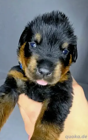 Rottweiler Welpe Rüde mit  ICR-Papieren 