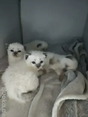 siam kitten Siambabys 