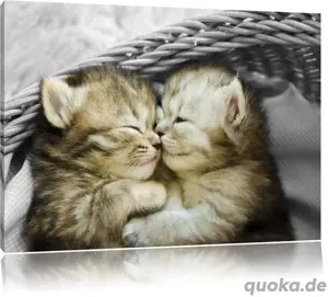 Süße Abessinier  Bkh Mix Kitten