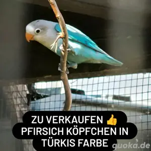 Pfirsich Köpfchen Türkis farbig 