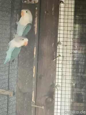 Pfirsich Köpfchen Türkis farbig  Bild 2