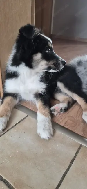 Australian Shepherd Welpe sucht liebevolles Zuhause