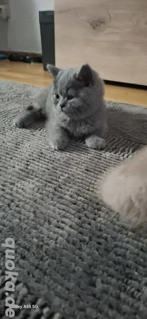BKH  kitten Reinrassige 