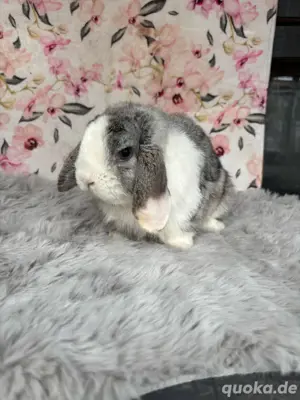Minilops Zwergkaninchen 