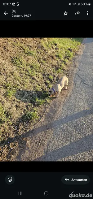 französische Bulldogge 