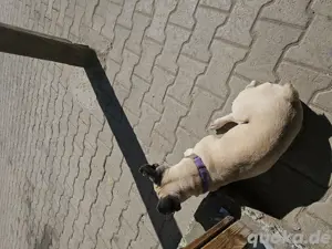 französische Bulldogge  Bild 2