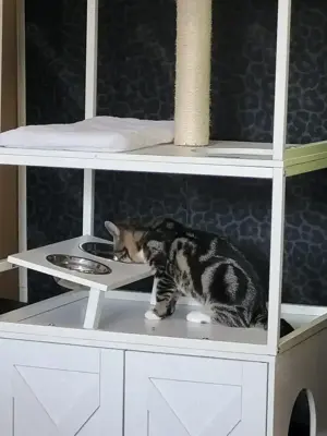 4 Monate alter Kater in gute Hände abzugeben 