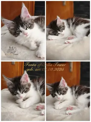 Maine Coon Kitten mit Stammbaum