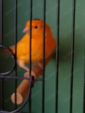 Junger Kanarienvogel