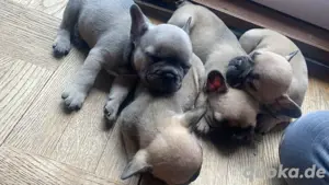 5 wundervolle Französische Bulldoggen Welpen