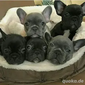 Französische Bulldogg Welpen 