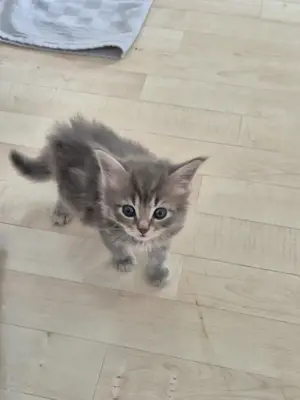 Main Coon  BLH Kitten