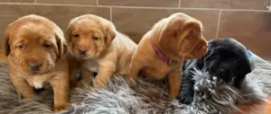 Labrador welpen (Labradorwelpen) mit Papieren (Ahnenpass) in der Farbe Foxred und Schwarz
