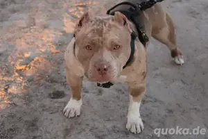 American bully chocolate tri ABKC