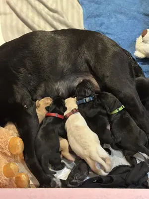 Labrador Welpen 