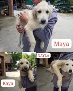 Golden Retriever Mix Welpen 4,5Mon 8.6 Ausreise bundesweit nach Adoption 