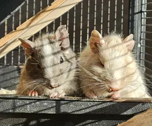 Suche ältere Degu Dame (ab ca.3 Jahren) 