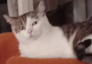 EKH-KATZE zu verkaufen 