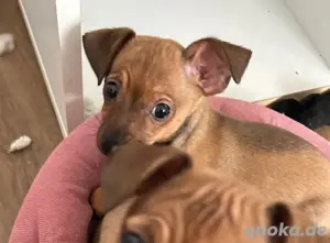 Zwerpinscher Welpen Rüden