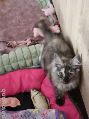 4 wunderschönen Maine Coon Kätzchen suchen ein liebevolles Zuhause