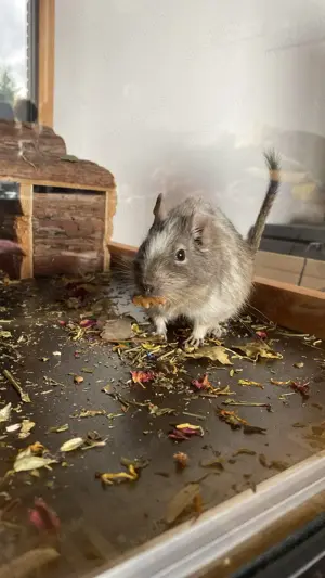 Degu Sammy (m)