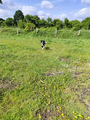 Australian Sheperd   Bordercollie Mix Hündin 5 Monate
