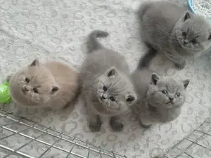 BKH Kitten ( reinrassig)
