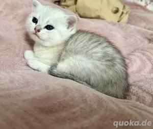  BKH Kitten Reinrassige