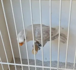 Pfirsichköpfchen 