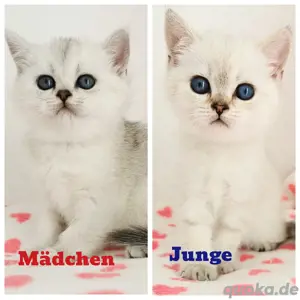 Reinrassige  BKH Kitten mit blauen Augen (zur Reservierung verfügbar)