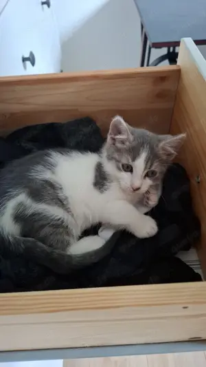 Kitten   Kater zu verkaufen