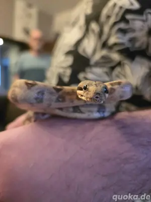 Boa Constrictor Imperator ( Vater Tier Albino ) 0.1