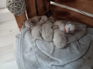 Ragdoll Kitten männlich und weiblich