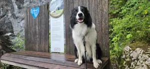 Border colli zu verkaufen 