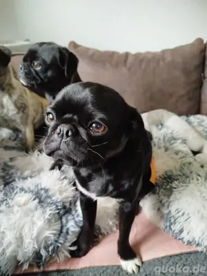 Hübscher Mops Rüde Schwarz sucht ein neues zu Hause 